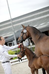 kentucky met veulen