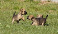 Spelende 8 weken oude pups